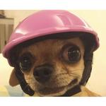 cdn-1_Kreativ-hund-befri-hjelm-hat-cap-hunde-katte-kostume