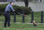     WASHINGTON, DC - APRIL 05: Officer Best with the Humane Rescue Alliance Animal Care and Control attempts to trap a fox on the grounds of the U.S. Capitol on April 05, 2022 in Washington, DC. Several individuals have reported being approached and bitten by a fox. Kevin Dietsch/Getty Images/AFP == FOR NEWSPAPERS, INTERNET, TELCOS &amp; TELEVISION USE ONLY ==   Foto: Kevin Dietsch/Ritzau Scanpix