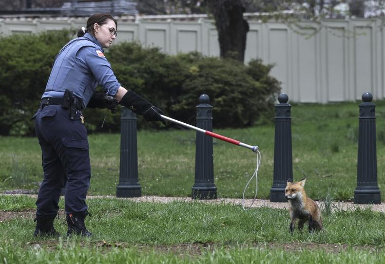     WASHINGTON, DC - APRIL 05: Officer Best with the Humane Rescue Alliance Animal Care and Control attempts to trap a fox on the grounds of the U.S. Capitol on April 05, 2022 in Washington, DC. Several individuals have reported being approached and bitten by a fox. Kevin Dietsch/Getty Images/AFP == FOR NEWSPAPERS, INTERNET, TELCOS &amp; TELEVISION USE ONLY ==   Foto: Kevin Dietsch/Ritzau Scanpix