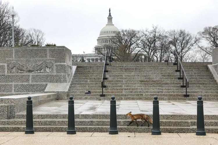     WASHINGTON, DC - APRIL 05: A fox walks near Upper Senate Park on the grounds of the U.S. Capitol on April 05, 2022 in Washington, DC. Several individuals have reported being approached and bitten by a fox. Kevin Dietsch/Getty Images/AFP == FOR NEWSPAPERS, INTERNET, TELCOS &amp; TELEVISION USE ONLY ==   Foto: Kevin Dietsch/Ritzau Scanpix