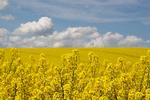 Regeringen bliver også beskyldt for ignorere klimaet ved at satse på mere biobrændstof af blandt andet raps, selv om klimagevinsten er mere end tvivlsom.  Foto: Finn Frandsen