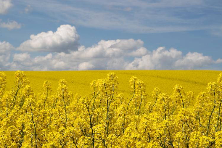 Regeringen bliver også beskyldt for ignorere klimaet ved at satse på mere biobrændstof af blandt andet raps, selv om klimagevinsten er mere end tvivlsom.  Foto: Finn Frandsen