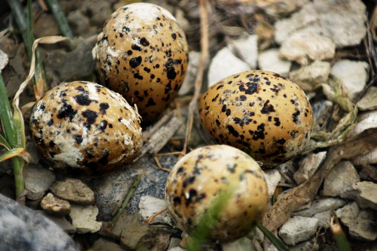 Æg fra sjældne fuglearter er omdrejningspunktet i Danmarks største æggejagt. Arkivfoto: Hilde Lillejord