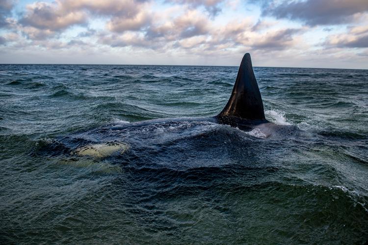     Det er den samme spækhugger, som i november var i problemer på lavt vand ved Øster Hurup.  Foto: René Schütze/Fotograf René Schütze
