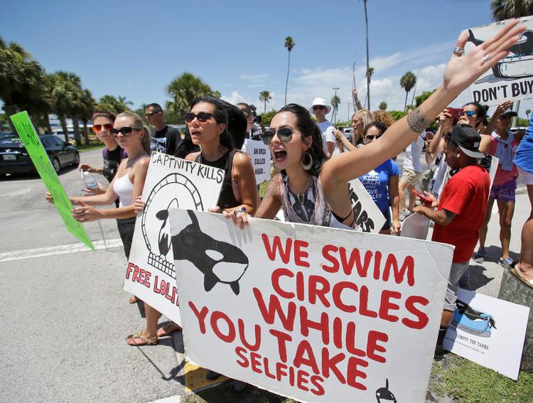 Flere gange er der demonstreret mod hvalernes forhold i Miami Seaquarium som her i 2015, hvor folk protesterer mod behandlingen af spækhuggeren Lolita.   Foto: Wilfredo Lee/Ritzau Scanpix