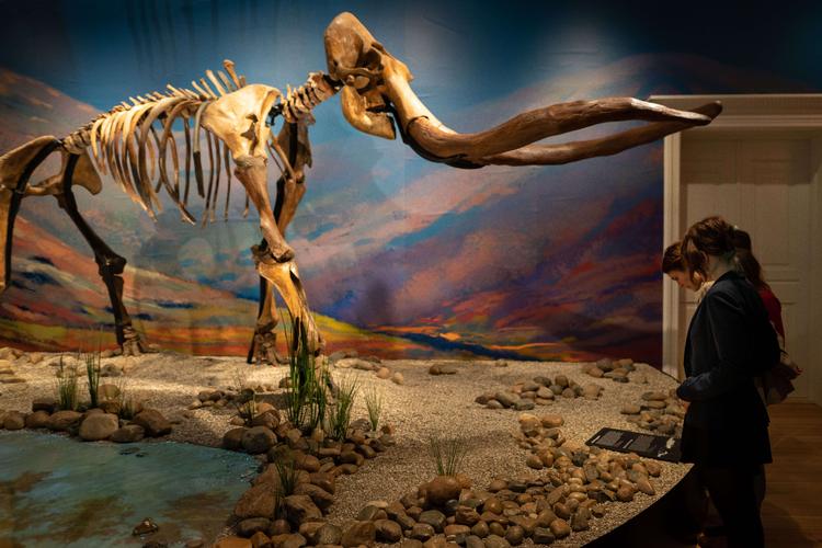 Mammutten i udstillingen 'Neandertaler'. Foto: Frederik Wolff Teglhus