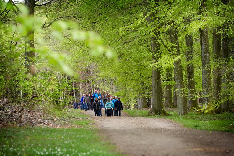 Selv om vi synes, at Gribskov er stor, så er det ikke nok til at bringe os op på naturelskernes liste. Heller ikke selv om der er et vidtforgrenet net af vandrestier. Foto: Morten Langkilde