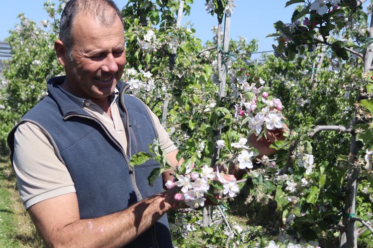 En tredjedel af Tysklands frugtproduktion kommer fra frugtplantagerne ved Bodensee. En af egnens 800 er Christoph Steffelins. Foto: Thomas Flensburg
