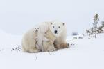 To bamsede tvillinger begravet i isbjørnemors pels. Norbert Rosing har dokumenteret natur og dyreliv ved polerne med efterhånden over 50 rejser til det nordlige Canada, Svalbard og Grønland.  Foto: Norbert Rosing courtesy of Vital Impacts