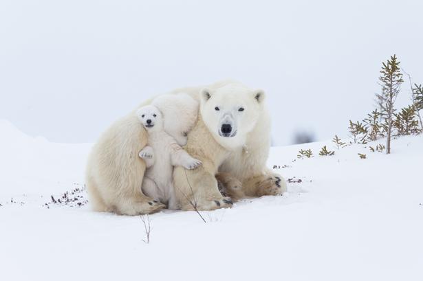 To bamsede tvillinger begravet i isbjørnemors pels. Norbert Rosing har dokumenteret natur og dyreliv ved polerne med efterhånden over 50 rejser til det nordlige Canada, Svalbard og Grønland.  Foto: Norbert Rosing courtesy of Vital Impacts