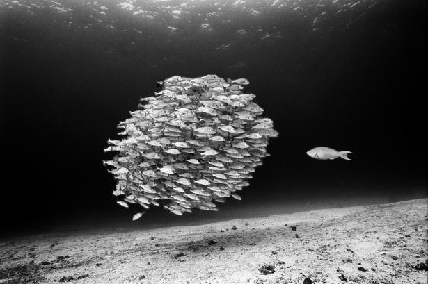 En papegøjefisk har kurs mod en stime grynt ud for Galapaagos. David Doubilet kender havet efter at have fotograferet for National Geographic gennem 50 år på koralrev, i tempereret hav og senest også under isen i polarområderne. Oceanerne dækker det meste af planet Jorden, og fotografen vil gerne give det tavse dyb stemme og trænge igennem med både synet af de enestående landskaber og budskabet om den langsomt fremadskridende ødelæggelse.
 Foto: David Doubilet courtesy of Vital Impacts/Undersea Images Inc