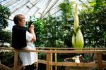 Amorphophallus titanum, også kaldet Penisblomsten i Botanisk Have springer ud i denne uge. Foto: Anthon Unger