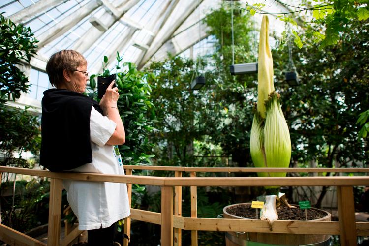 Amorphophallus titanum, også kaldet Penisblomsten i Botanisk Have springer ud i denne uge. Foto: Anthon Unger