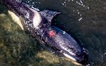 Spækhuggeren som de seneste uger har opholdt sig i Limfjorden omkring Hals &amp; Aalborg, er nu så medtaget, at den kun blæser meget sjældent. Desuden er mågerne begyndt at gå til angreb og hakke i det store dyr. Den har nu tydeligt store blødende sår. (Foto: René Schütze/Scanpix 2022) Foto: René Schütze/Ritzau Scanpix