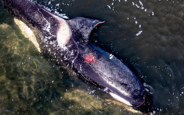Spækhuggeren som de seneste uger har opholdt sig i Limfjorden omkring Hals &amp; Aalborg, er nu så medtaget, at den kun blæser meget sjældent. Desuden er mågerne begyndt at gå til angreb og hakke i det store dyr. Den har nu tydeligt store blødende sår. (Foto: René Schütze/Scanpix 2022) Foto: René Schütze/Ritzau Scanpix