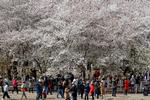Når kirsebærtræerne springer ud, valfarter kinesere til  Yuyantan-parken i Beijing for at se blomsterhavet.  Bagefter går folk nok ud og spiser, ligesom i Xinxin Ren Gudbjörnssons historier, hvor mad ikke kun er nydelse, men også en måde at kommunikere på.  Foto: Andy Wong/Ritzau Scanpix
