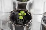 Foto: Tyler Jones/uf/ifas/Ritzau Scanpix