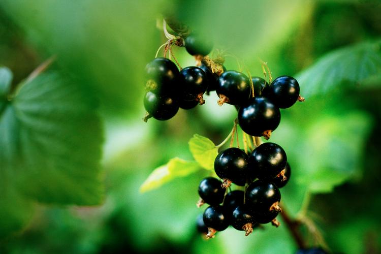 Arkivfoto Thomas Borberg