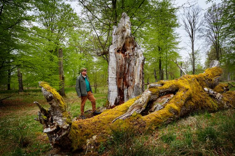 Et 13 kvadratkilometer stort område i Gribskov er udpeget til Naturnationalpark Gribskov, men endnu ikke etableret. 
Faldne træer får lov at ligge til gavn for skovens småkravl. Arkivfoto Morten Langkilde