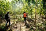 Politiken besøgte i 2019 et skovområde i Uganda, hvor danske virksomheder troede, at de havde købt CO2-kompensation i form af træplantning, men træerne var aldrig blevet plantet. Foto: Peter Hove Olesen