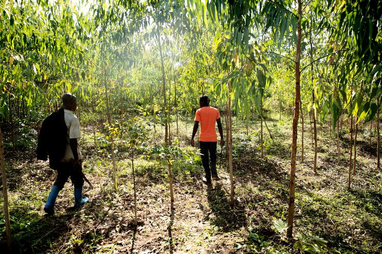 Politiken besøgte i 2019 et skovområde i Uganda, hvor danske virksomheder troede, at de havde købt CO2-kompensation i form af træplantning, men træerne var aldrig blevet plantet. Foto: Peter Hove Olesen