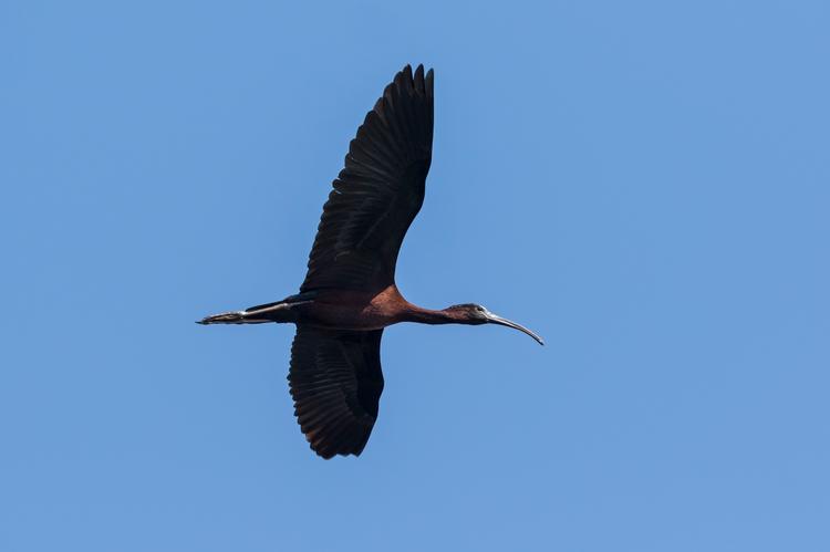 I ornitologernes database over fugleobservationer er der registreret hele 256 observationer af sort ibis herhjemme den seneste måned. Foto: Johnny Madsen/Ritzau Scanpix
