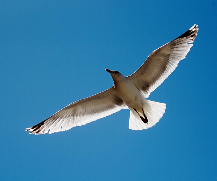 Mågerne er naturens egne Stuka-fly som styrter skråt ned over konvojen og snupper en unge og spiser den i ét hug.   Foto: Martin Lehmann