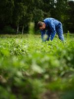 Jesper Andersen graver efter annabellekartofler Foto: Theis Bothmann