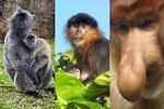 På billedet her ses en sølvlangur til venstre og (måske ikke overraskende) en næseabe til højre. Billedet i midten forestiller angiveligt den potentielle hybridabe, der er en krydsning mellem netop en sølvlangur og en næseabe. Fotocollage: Tony Camacho, Science Photo Libra/Nicole Lee/Bob Strong 