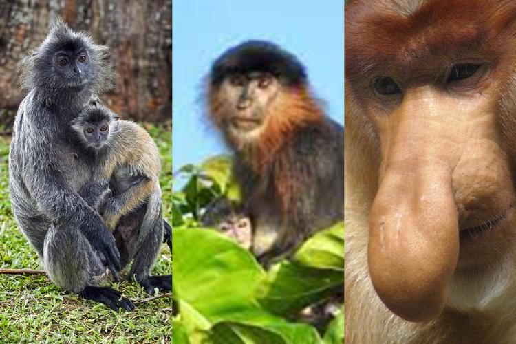 På billedet her ses en sølvlangur til venstre og (måske ikke overraskende) en næseabe til højre. Billedet i midten forestiller angiveligt den potentielle hybridabe, der er en krydsning mellem netop en sølvlangur og en næseabe. Fotocollage: Tony Camacho, Science Photo Libra/Nicole Lee/Bob Strong 