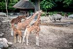 Giraffer evakueret og har det fint efter brand i girafhuset i Zoologisk Have. Foto: Nils Meilvang/Ritzau Scanpix
