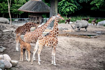 Giraffer evakueret og har det fint efter brand i girafhuset i Zoologisk Have. Foto: Nils Meilvang/Ritzau Scanpix