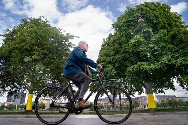 Selv de københavnske vejtræer har fået en omgang pyntegult. Foto: Liselotte Sabroe/Ritzau Scanpix