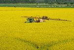 Mange afgrøder, her raps, sprøjtes flere gange i løbet af vækstsæsonen. Foto: Ingo Wagner/Ritzau Scanpix