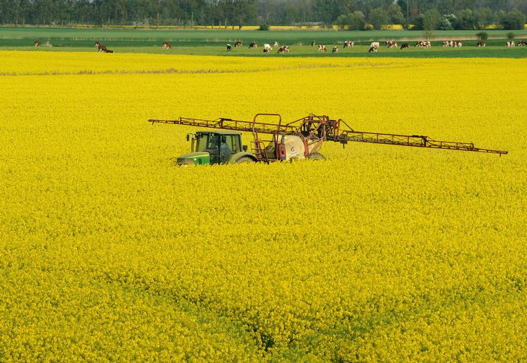 Mange afgrøder, her raps, sprøjtes flere gange i løbet af vækstsæsonen. Foto: Ingo Wagner/Ritzau Scanpix