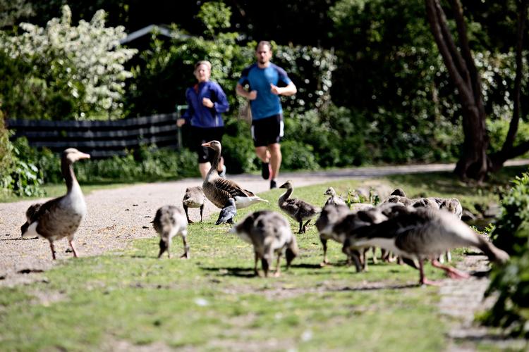 Mere utaknemmelige og ondskabsfulde dyr end de gæs, der holder til ved Emdrup Sø, finder man ikke i kongeriget, mener klummeskribent Kristian Trojaborg. Om det også gælder denne gås ved Utterslev Mose, vides dog ikke. Foto: Joachim Adrian
