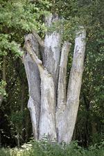 Arkivfoto Marius Renner