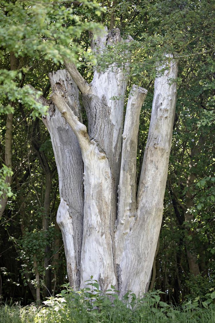 Arkivfoto Marius Renner