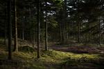 Foto: Louise Herrche Serup