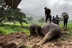 Den voksne elefant styrtede også, da den forsøgte at redde sin unge. Foto: Taanruuamchon/Ritzau Scanpix