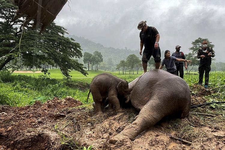 Den voksne elefant styrtede også, da den forsøgte at redde sin unge. Foto: Taanruuamchon/Ritzau Scanpix
