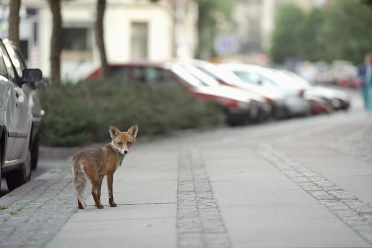 Ræven holder af at gemme sig i byen, og det er ikke så tit, at man ser den spankulere rundt som denne her på Frederiksberg.  Foto: Claus Lunde