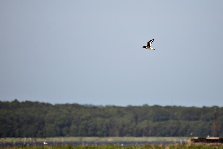 Navnene på de fuglearter, der lever i Danmark, her strandskade, udgør en forsvindende lille del af listen med danske navne på alverdens fuglearter. Foto: Joachim Adrian