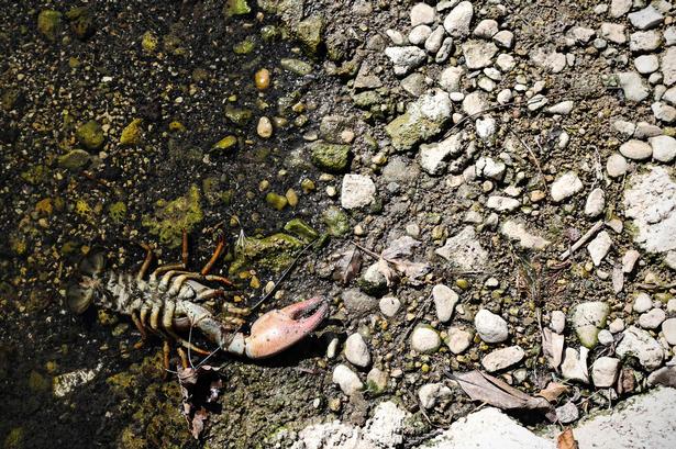 De tørlagte floder rammer dyrelivet. Her ligger et dødt skaldyr der, hvor vandet fra Themsen i England normalt flyder. Foto: Adrian Dennis/Ritzau Scanpix