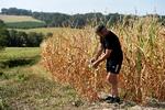     Majsen har det ikke godt efter måneder uden regn og temperaturer omkring 40 grader. Reservoirer med vand til mere vanding er løsningen, mener mange landmænd, mens andre taler om rovdrift og 'privatisering af vandet'.  Foto: Gaizka Iroz/Ritzau Scanpix