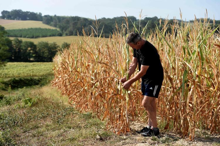     Majsen har det ikke godt efter måneder uden regn og temperaturer omkring 40 grader. Reservoirer med vand til mere vanding er løsningen, mener mange landmænd, mens andre taler om rovdrift og 'privatisering af vandet'.  Foto: Gaizka Iroz/Ritzau Scanpix