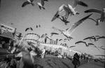 Seagulls Over BoardwalkMandatory credit: Coney Island People 50 Years, 1970-2020 by Harvey Stein is published by Schiffer. The photographs are copyright Harvey Stein.Please include the following links:https://www.harveysteinphoto.com/coney-island-people-50-years-bookhttps://schifferbooks.com/collections/schiffer/products/coney-island-people?_pos=1&amp;_sid=fa06a2f4d&amp;_ss=r Foto: Coney Island People 50 Years, 1970-2020 by Harvey Stein is published by Schiffer. The photographs are copyright Harvey Stein.