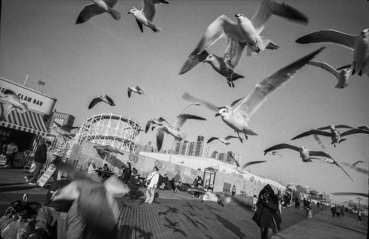 Seagulls Over BoardwalkMandatory credit: Coney Island People 50 Years, 1970-2020 by Harvey Stein is published by Schiffer. The photographs are copyright Harvey Stein.Please include the following links:https://www.harveysteinphoto.com/coney-island-people-50-years-bookhttps://schifferbooks.com/collections/schiffer/products/coney-island-people?_pos=1&amp;_sid=fa06a2f4d&amp;_ss=r Foto: Coney Island People 50 Years, 1970-2020 by Harvey Stein is published by Schiffer. The photographs are copyright Harvey Stein.