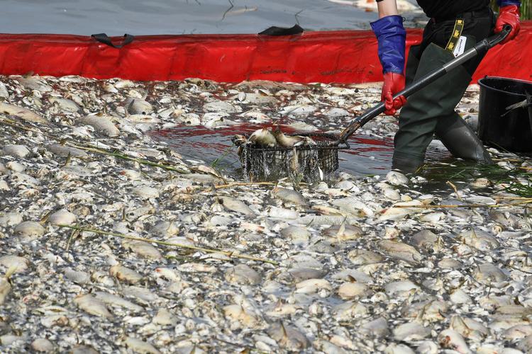 Døde fisk fjernes fra Oder-floden i den polske by Krajnik Dolny. Foto: Annegret Hilse/Ritzau Scanpix