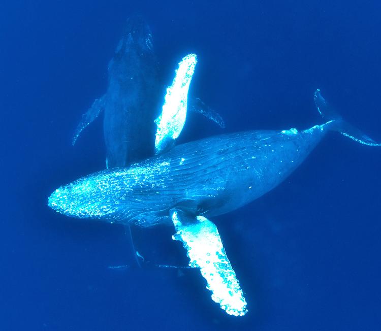Det, der ifølge bogen er målet, eller burde være dette: En fremtid med retfærdighed og økologisk stabilitet – for mennesker såvel som for ikke-mennesker, f.eks. hvaler. Foto: Kaname Yoneyama/Ritzau Scanpix